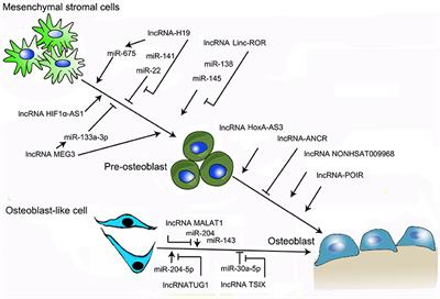 Long Non-coding RNAs: A New Regulatory Code for Osteoporosis